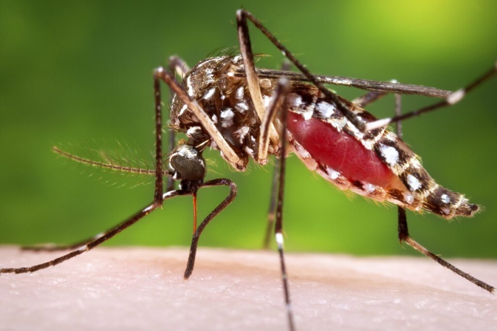 Combate à dengue: Ministério da Saúde fecha parceria com a Agência das Favelas