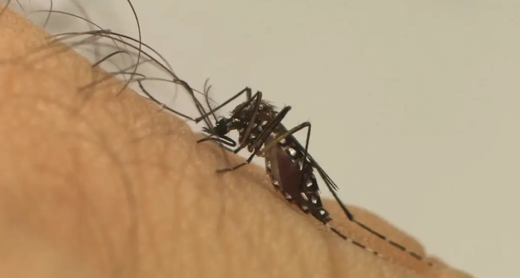 Estado do Rio decreta fim da epidemia de dengue