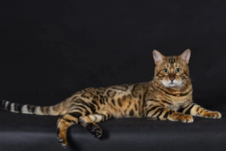 Gatos raros e exóticos estarão em exposição na Barra neste fim de semana