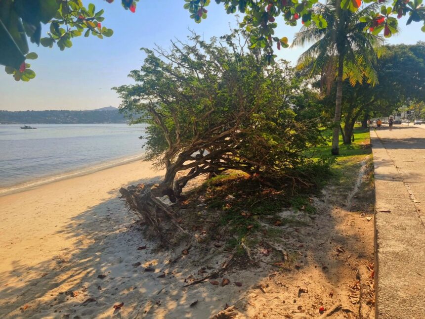 'Juremas' em perigo na Zona Sul de Niterói