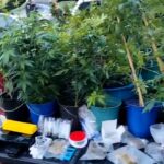 Polícia estoura laboratório de maconha na Região Serrana