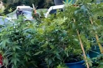 Polícia estoura laboratório de maconha na Região Serrana