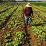 Investimento em agricultura familiar terá aumento de 39%