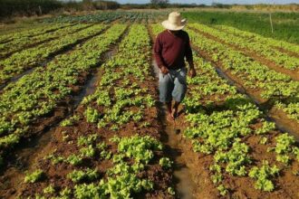 Investimento em agricultura familiar terá aumento de 39%