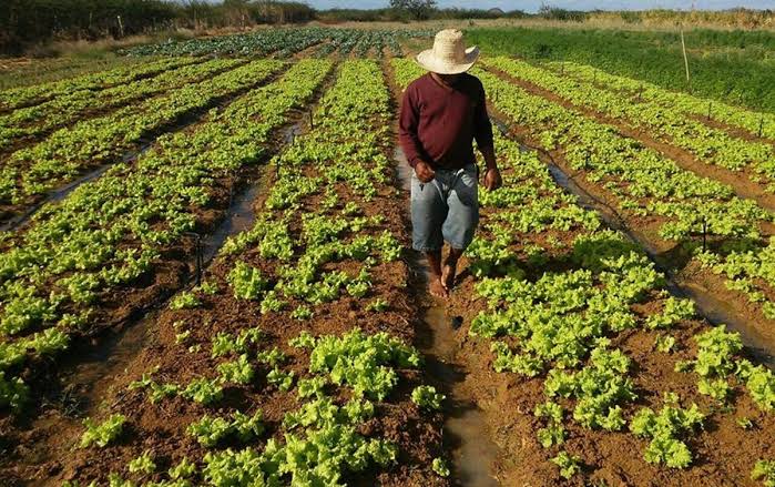 Investimento em agricultura familiar terá aumento de 39%