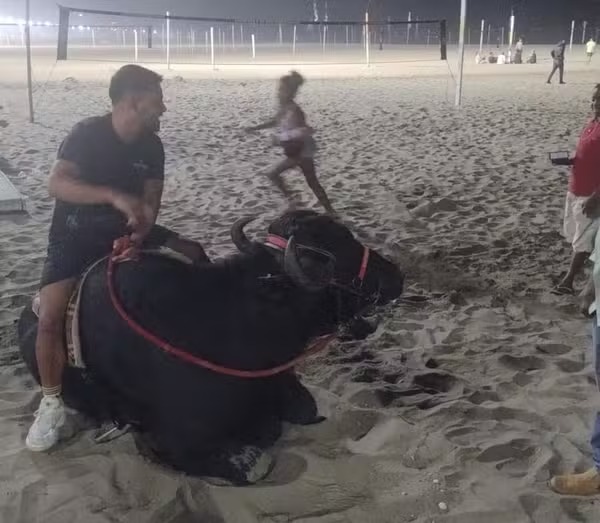 Homem passeando com búfalo surpreende frequentadores de Copacabana