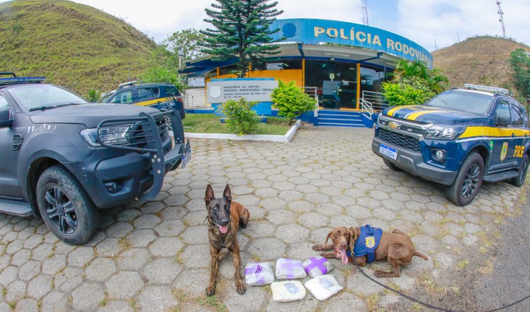 Cães farejadores encontram drogas em ônibus na Serra das Araras