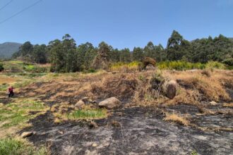 Incêndios: polícia prende cinco e identifica 34 autores