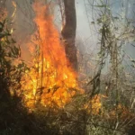 Justiça condena responsáveis por incêndio no Parque Nacional da Serra dos Órgãos