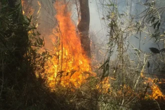 Justiça condena responsáveis por incêndio no Parque Nacional da Serra dos Órgãos