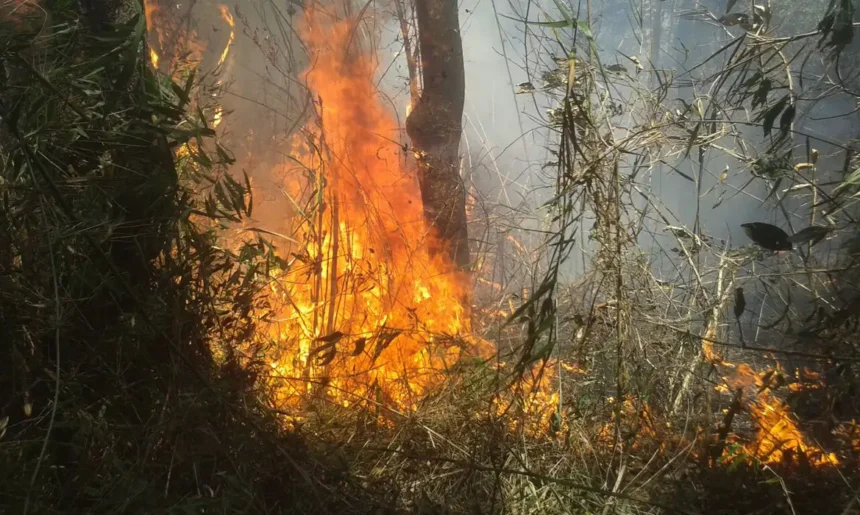 Justiça condena responsáveis por incêndio no Parque Nacional da Serra dos Órgãos