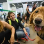 Cães de assistência poderão acompanhar pessoas com deficiência em transportes