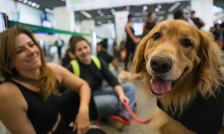 Cães de assistência poderão acompanhar pessoas com deficiência em transportes