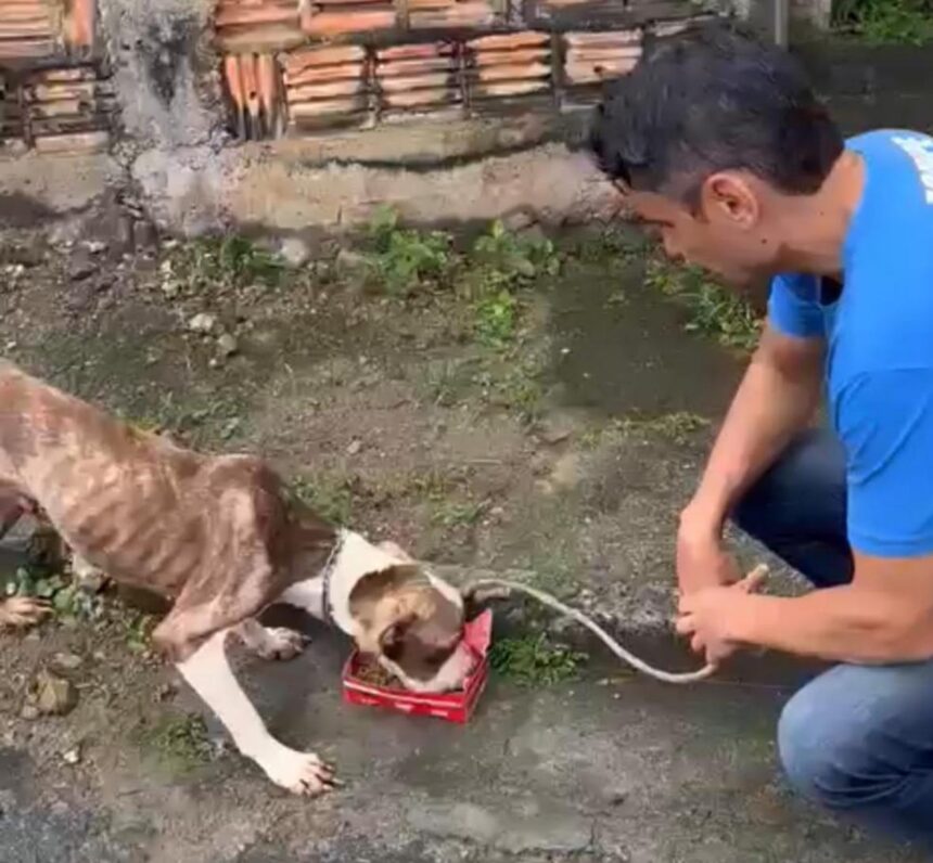 Luiz Ramos Filho cuidando de um cão abandonado: depois que o vereador foi anunciado futuro secretário, seu celular não parou de receber mensagens