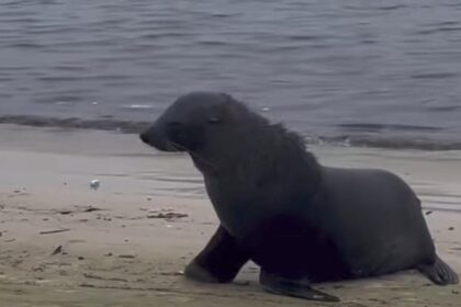 Lobo-marinho Joca, que fez sucesso em Ipanema, visita Niterói