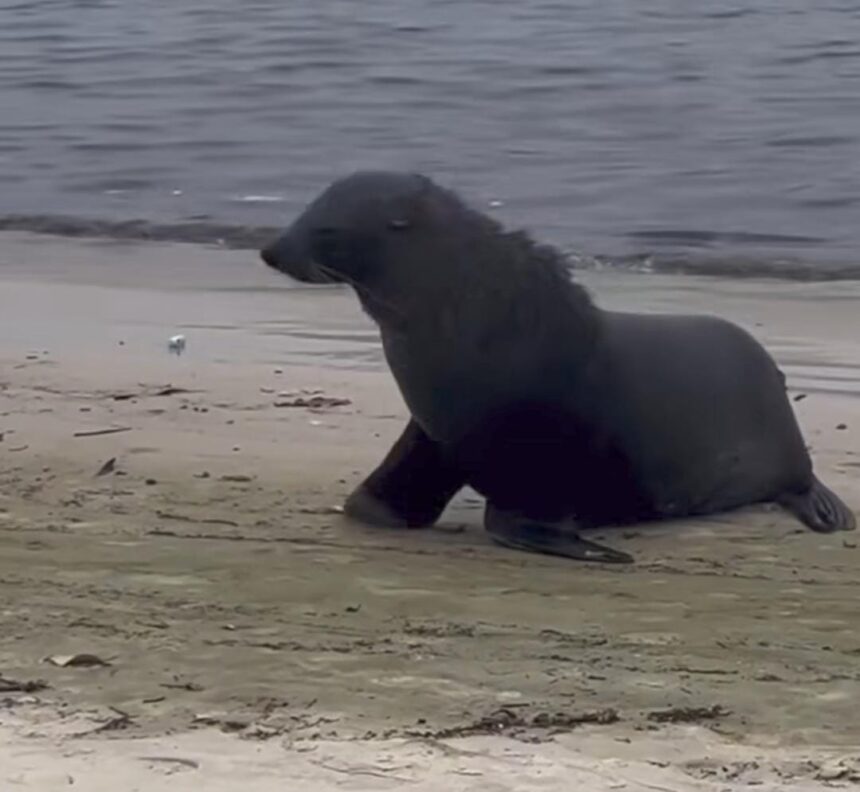 Lobo-marinho Joca, que fez sucesso em Ipanema, visita Niterói