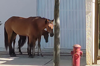 cavalo