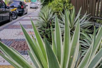 Lei proíbe cultivo de plantas venenosas e espinhosas em locais públicos do Rio