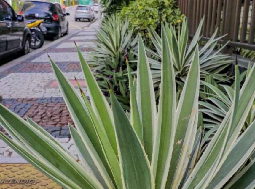 Lei proíbe cultivo de plantas venenosas e espinhosas em locais públicos do Rio