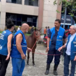 Égua é encontrada passeando na sede da Prefeitura do Rio; veja o vídeo