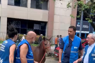 Égua é encontrada passeando na sede da Prefeitura do Rio; veja o vídeo