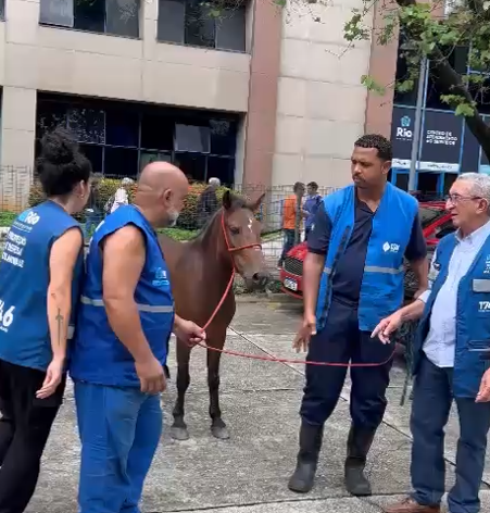 Égua é encontrada passeando na sede da Prefeitura do Rio; veja o vídeo