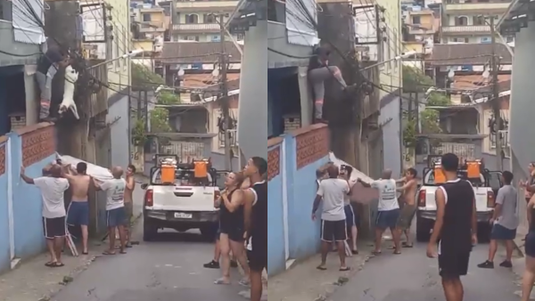 Cachorrinho é resgatado ao ficar preso pela pata em fiação elétrica; veja o vídeo