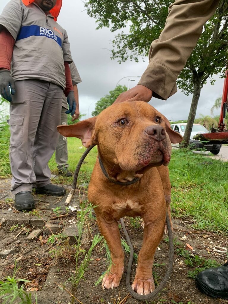 Bombeiros resgatam cão american bully em bueiro no Recreio