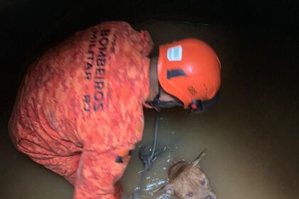 Bombeiros resgatam cão american bully em bueiro no Recreio