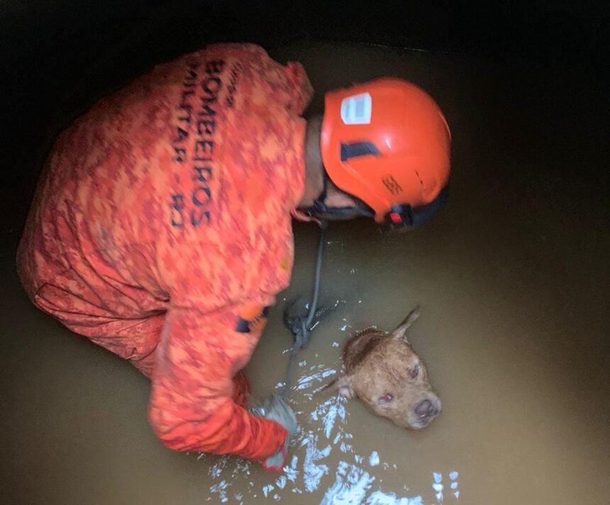 Bombeiros resgatam cão american bully em bueiro no Recreio