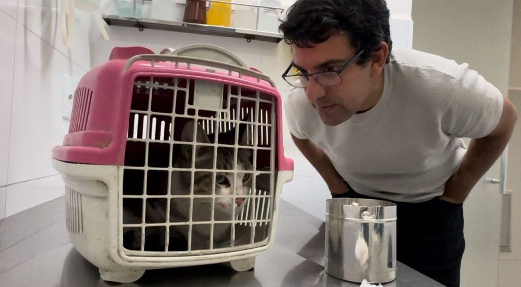 Gata resgatada após ser torturada ganha lar temporário na casa de deputado