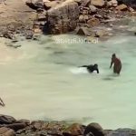 Banhistas perseguem tartaruga em Arraial do Cabo a imagens viralizam; veja o vídeo