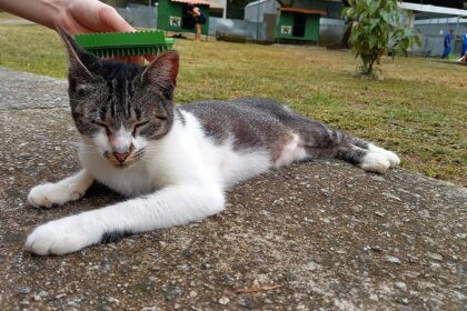 Fazenda Modelo terá equipe no plantão noturno