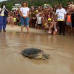 Tartaruga é devolvida ao mar depois de cinco meses de reabilitação em Niterói