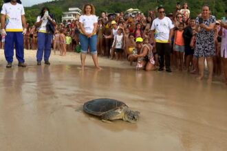 Tartaruga é devolvida ao mar depois de cinco meses de reabilitação em Niterói