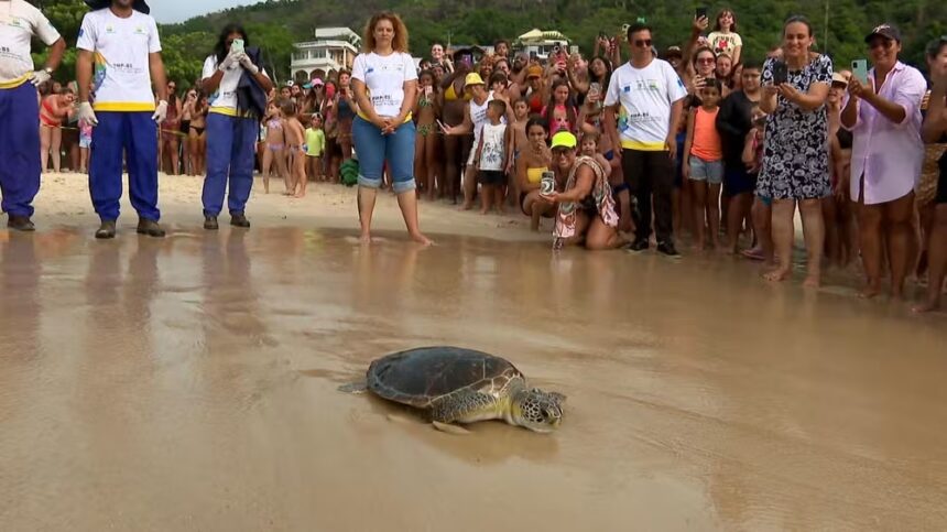 Tartaruga é devolvida ao mar depois de cinco meses de reabilitação em Niterói