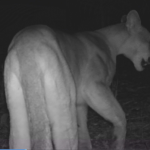 A novela Pantanal já saiu do ar na TV, mas aparentemente, a Juma errou o caminho e se perdeu em Maricá. Uma onça-parda (Puma concolor) foi flagrada por câmeras do Programa de Monitoramento da Fauna Silvestre (Mofama) do município.