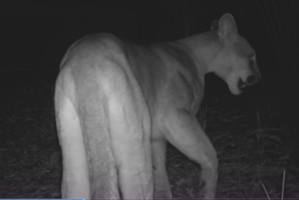 A novela Pantanal já saiu do ar na TV, mas aparentemente, a Juma errou o caminho e se perdeu em Maricá. Uma onça-parda (Puma concolor) foi flagrada por câmeras do Programa de Monitoramento da Fauna Silvestre (Mofama) do município.