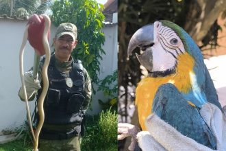 Revolução dos bichos: arara é resgatada e serpente capturada em Maricá