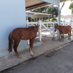 O projeto de lei que cria o programa de microchipagem em cavalos, apresentado na passagem de Luiz Ramos Filho pela Câmara Municipal do Rio, pode beneficiar os animais e seus tutores. A microchipagem permite identificar o tutor e localizá-lo, caso o animal tenha se perdido, roubado ou tenha sido abandonado.