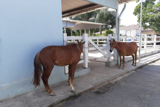 O projeto de lei que cria o programa de microchipagem em cavalos, apresentado na passagem de Luiz Ramos Filho pela Câmara Municipal do Rio, pode beneficiar os animais e seus tutores. A microchipagem permite identificar o tutor e localizá-lo, caso o animal tenha se perdido, roubado ou tenha sido abandonado.