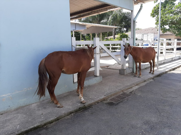 O projeto de lei que cria o programa de microchipagem em cavalos, apresentado na passagem de Luiz Ramos Filho pela Câmara Municipal do Rio, pode beneficiar os animais e seus tutores. A microchipagem permite identificar o tutor e localizá-lo, caso o animal tenha se perdido, roubado ou tenha sido abandonado.