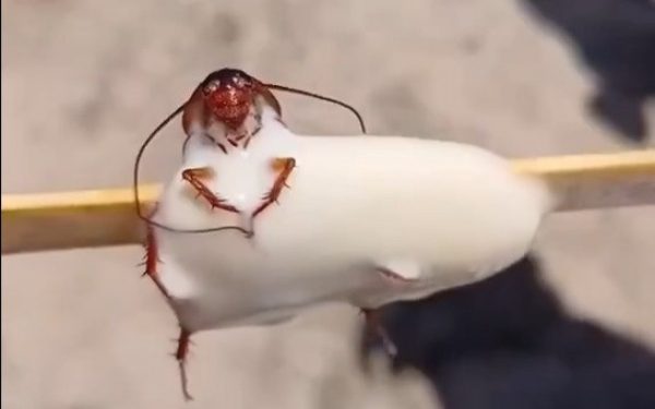 Fábrica é interditada na Baixada após mulher encontrar barata em picolé; vídeo
