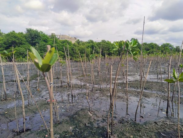 Mangue Alegria é uma 'revolução verde' na Zona Portuária do Rio