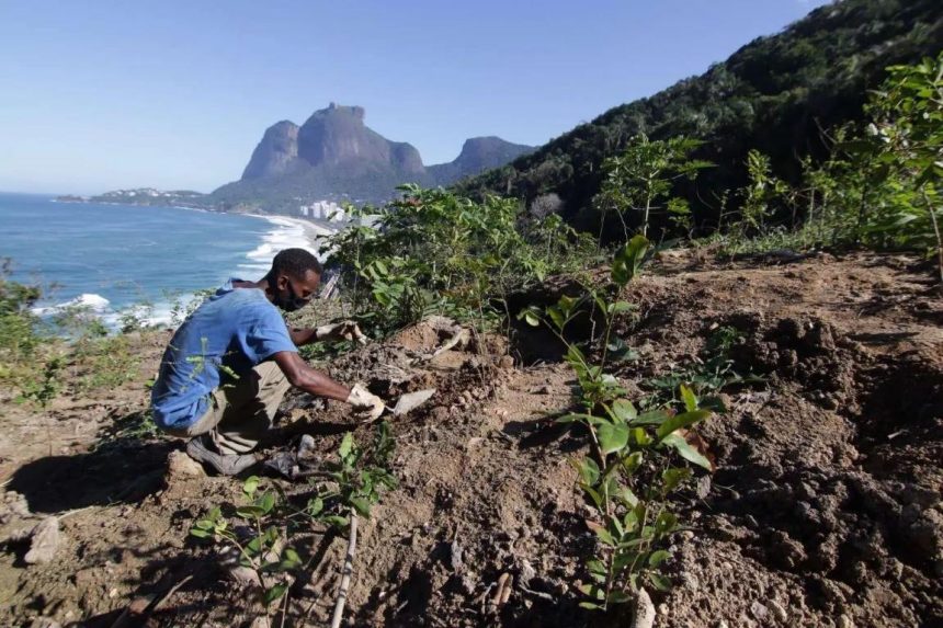Programa de Reflorestamento do Rio na encosta da Avenida Niemeyer: orçamento para a ação cai ano a ano; enquanto o orçamento climático prevê gastar quase metade dos recursos em áreas que não têm a ver com o clima