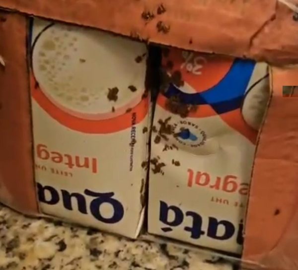 Barata no feijão, insetos e larvas no leite: mais de 290 kg de alimentos impróprios são descartados no Rio