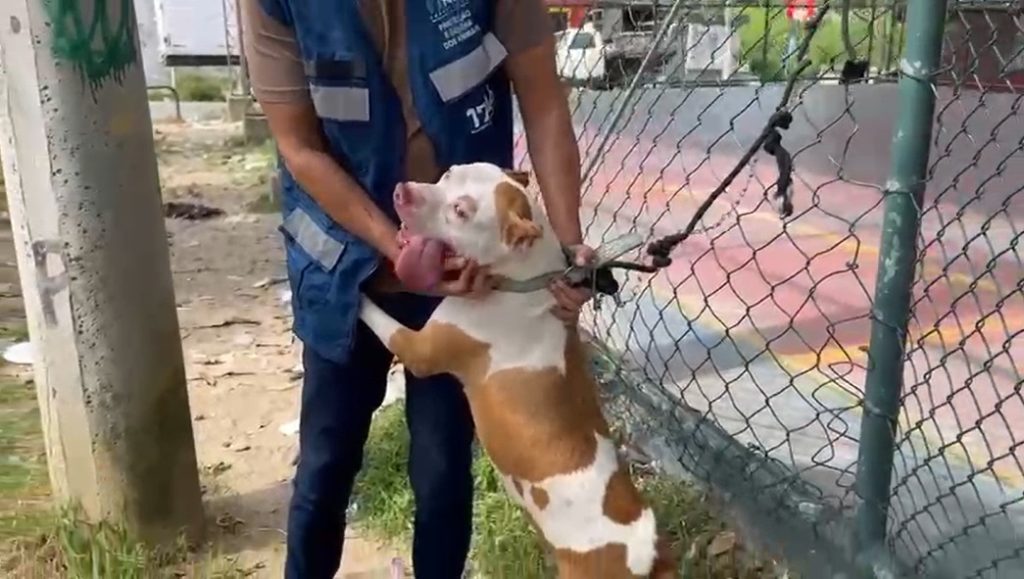 Secretaria de Defesa dos Animais resgata pitbull na Zona Oeste do Rio; veja o vídeo