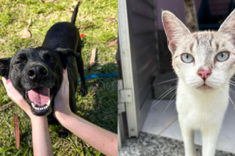 No dia 14 de março, comemora-se o Dia Nacional dos Animais. E este ano, os amantes da causa têm mais um motivo para comemorar. A Secretaria de Proteção e Defesa dos Animais da Prefeitura do Rio, lançou um catálogo com fotos de alguns dos bichos abrigados na Fazenda Modelo que precisam de um lar.