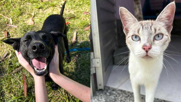 No dia 14 de março, comemora-se o Dia Nacional dos Animais. E este ano, os amantes da causa têm mais um motivo para comemorar. A Secretaria de Proteção e Defesa dos Animais da Prefeitura do Rio, lançou um catálogo com fotos de alguns dos bichos abrigados na Fazenda Modelo que precisam de um lar.