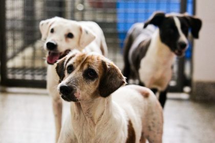 Nova lei obriga uso de câmeras de monitoramento em hotéis para pets
